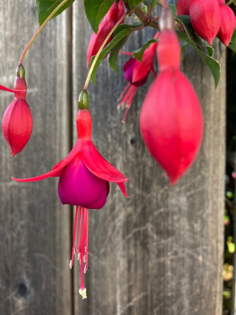 Pink flowers dangling through gap in fence.