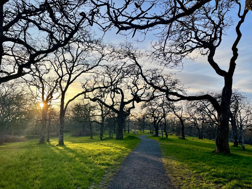 Garry oak meadow at sunset.
