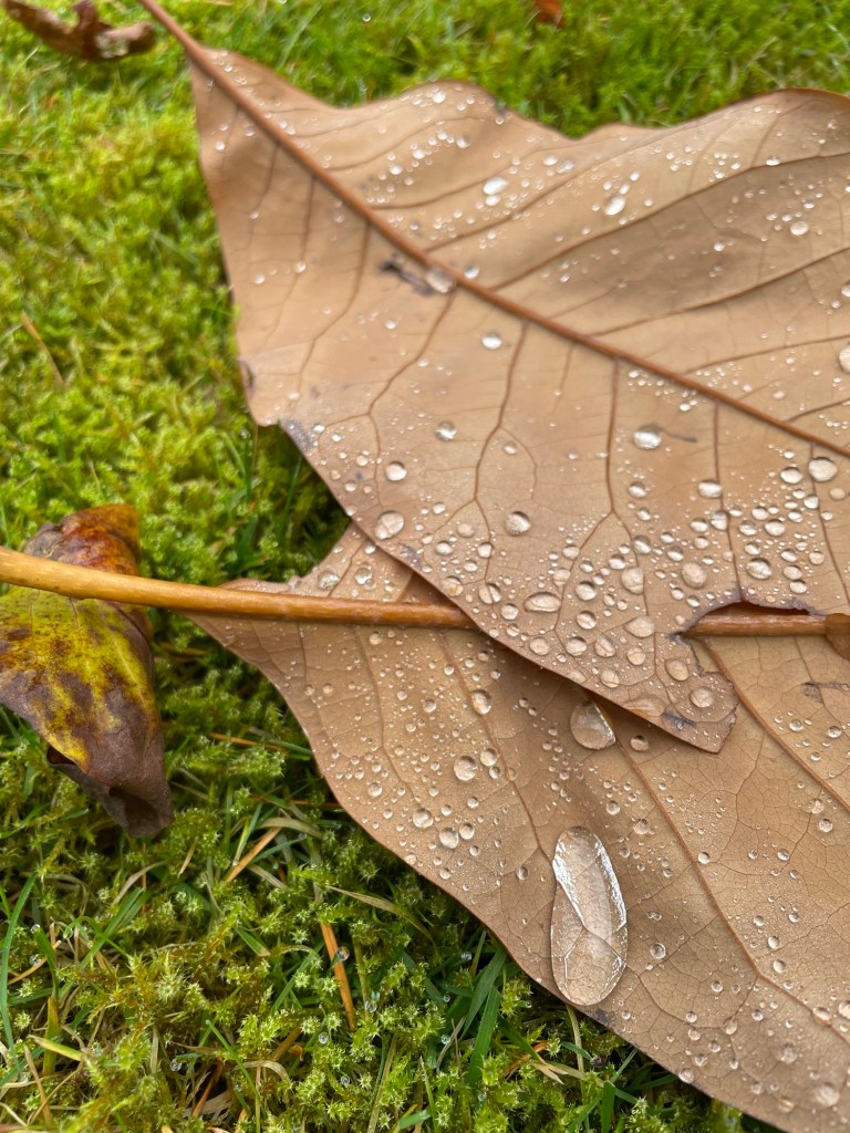 Droplets on fallen leaves. Photo by author Sonia Nicholson.