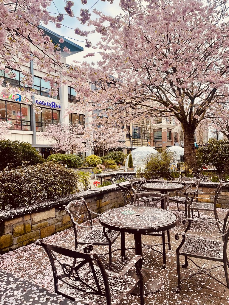 Cherry blossom “storm” in Victoria, British Columbia on March 6, 2025. Photo by author Sonia Nicholson.