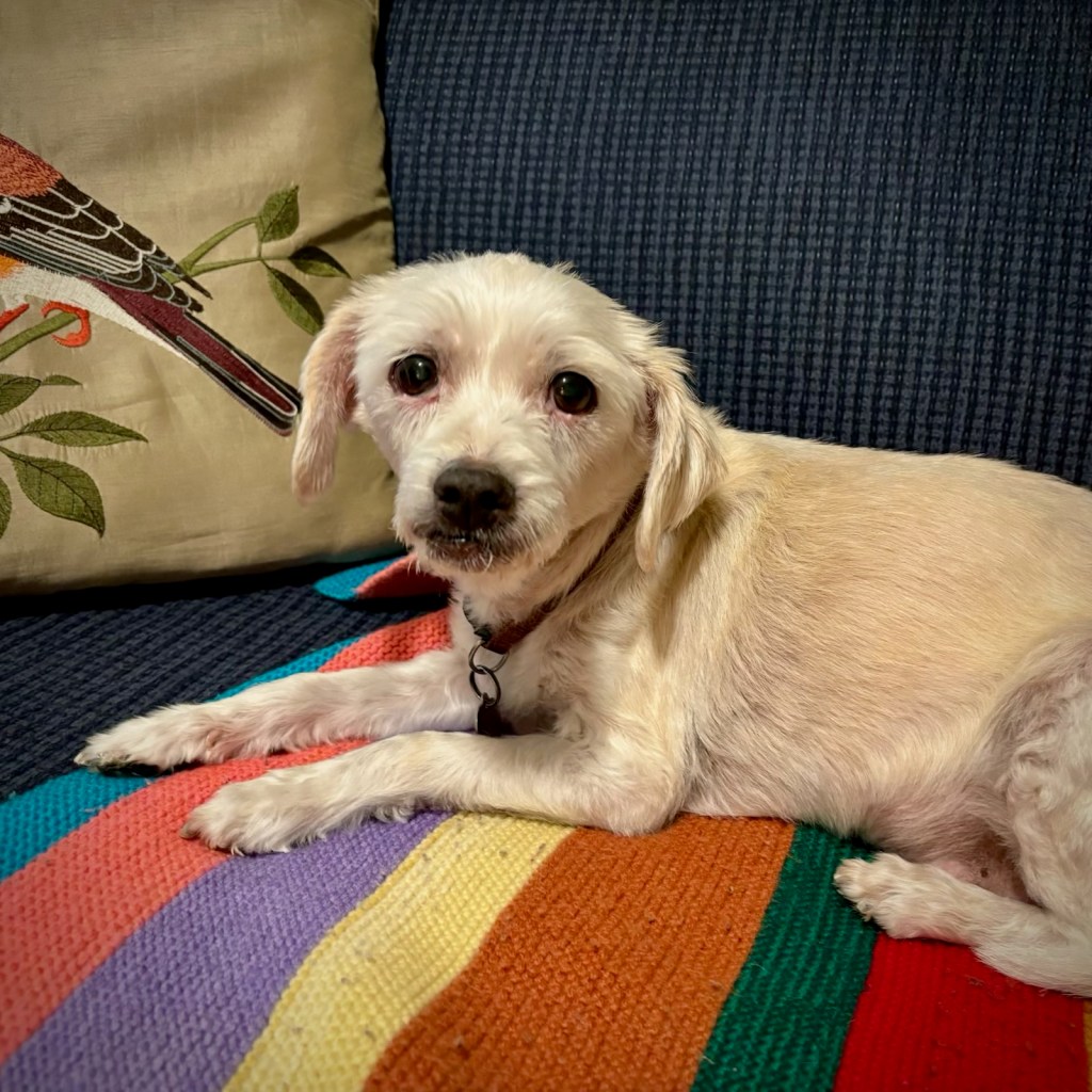Portrait of an old, but much loved dog. Photo by Sonia Nicholson. 