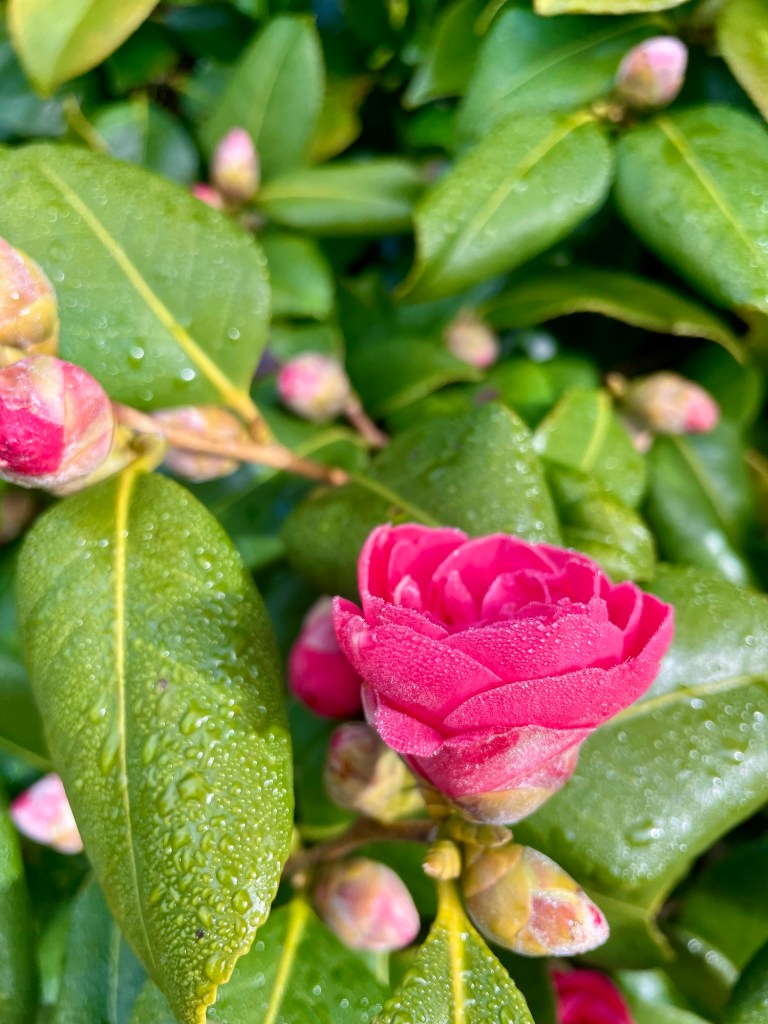 Pink camellia and green leaves with dew. Photo by author Sonia Nicholson. 