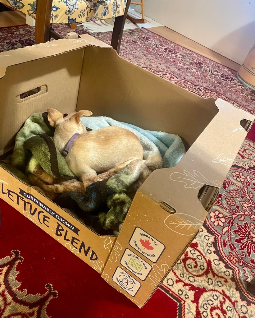 Chihuahua sleeping in box.